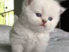 Pure Breed British Shorthair Kittens