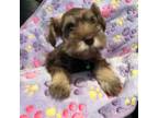 Schnauzer (Miniature) Puppy for sale in Gainesville, TX, USA