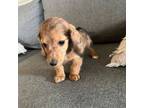 Dachshund Puppy for sale in Shiloh, OH, USA