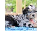 Shih-Poo Puppy for sale in Belton, TX, USA
