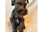 Schnauzer (Miniature) Puppy for sale in Montgomery, TX, USA