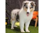 Bearded Collie Puppy for sale in Pittsburg, KS, USA