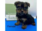Yorkshire Terrier Puppy for sale in Wyandotte, OK, USA