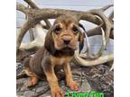 Bloodhound Puppy for sale in Versailles, OH, USA