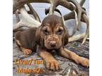 Bloodhound Puppy for sale in Versailles, OH, USA