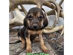 Bloodhound Puppy for sale in Versailles, OH, USA