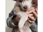 Siberian Husky Puppy for sale in Coeur D Alene, ID, USA