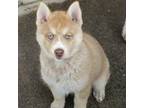 Siberian Husky Puppy for sale in Coeur D Alene, ID, USA