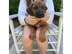 Rhodesian Ridgeback Puppy for sale in Wilmington, NC, USA