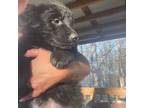 German Shepherd Dog Puppy for sale in Hickory, NC, USA