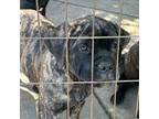 Cane Corso Puppy for sale in Shingletown, CA, USA