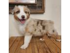 Australian Shepherd Puppy for sale in Dahlonega, GA, USA