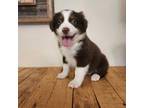 Australian Shepherd Puppy for sale in Dahlonega, GA, USA