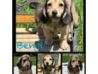 Mutt Puppy for sale in Nacogdoches, TX, USA