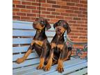 Doberman Pinscher Puppy for sale in Bascom, FL, USA