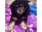 Shih-Poo Puppy for sale in Belton, TX, USA