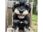 Schnauzer (Miniature) Puppy for sale in Mcdonough, GA, USA