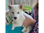 Shiba Inu Puppy for sale in Richmond, TX, USA