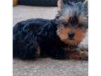 Yorkshire Terrier Puppy for sale in Sturgis, MI, USA