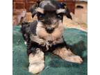 Schnauzer (Miniature) Puppy for sale in Fayetteville, NC, USA