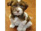 Havanese Puppy for sale in West Concord, MN, USA