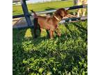 Yellow collar - girl