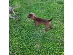 Red collar - boy