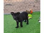 Ivar, Labrador Retriever For Adoption In Apache Junction, Arizona