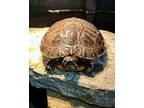 Pacheco, Turtle - Water For Adoption In Novato, California