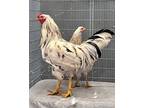 Galaxy & Celeste, Chicken For Adoption In Novato, California