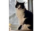 Daisy May-a Single Gal, Domestic Shorthair For Adoption In Richmond Hill
