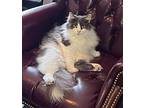 Fancy, Domestic Longhair For Adoption In Windermere, Florida