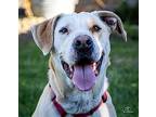 Sunshine Sunni, Labrador Retriever For Adoption In Franklin, Tennessee