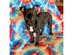 Wrennley, Boston Terrier For Adoption In Bothell, Washington