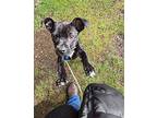 Finley, Boston Terrier For Adoption In Bothell, Washington