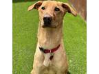 Isack, Labrador Retriever For Adoption In Oceanside, California