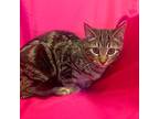 Lorelai, Domestic Shorthair For Adoption In Rowland Heights, California