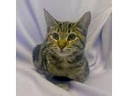 Rory, Domestic Shorthair For Adoption In Rowland Heights, California