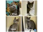 Wisp (kitten - Weather Litter - Must Go With A Sibling), Domestic Shorthair For