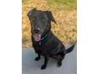 Blackjack, Labrador Retriever For Adoption In Richmond, Virginia