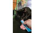 Black Jack, Domestic Shorthair For Adoption In Tioga, Pennsylvania