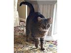 Chai, Domestic Shorthair For Adoption In Howell, Michigan