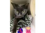 Yaya, Domestic Shorthair For Adoption In Lowell, Massachusetts