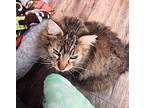 Beautiful, Maine Coon For Adoption In Denver, North Carolina