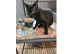 Lucky, Domestic Shorthair For Adoption In Brantford, Ontario