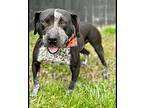 Mac, Bull Terrier For Adoption In Winchester, Kentucky