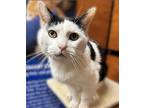 Wyatt, Domestic Shorthair For Adoption In New York, New York