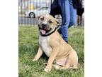 Shaq, Terrier (unknown Type, Medium) For Adoption In Rockville, Maryland
