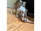 Masha, Terrier (unknown Type, Medium) For Adoption In Rockville, Maryland