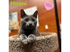 Hunni- Sweet And Affectionate, Domestic Shorthair For Adoption In Bronx